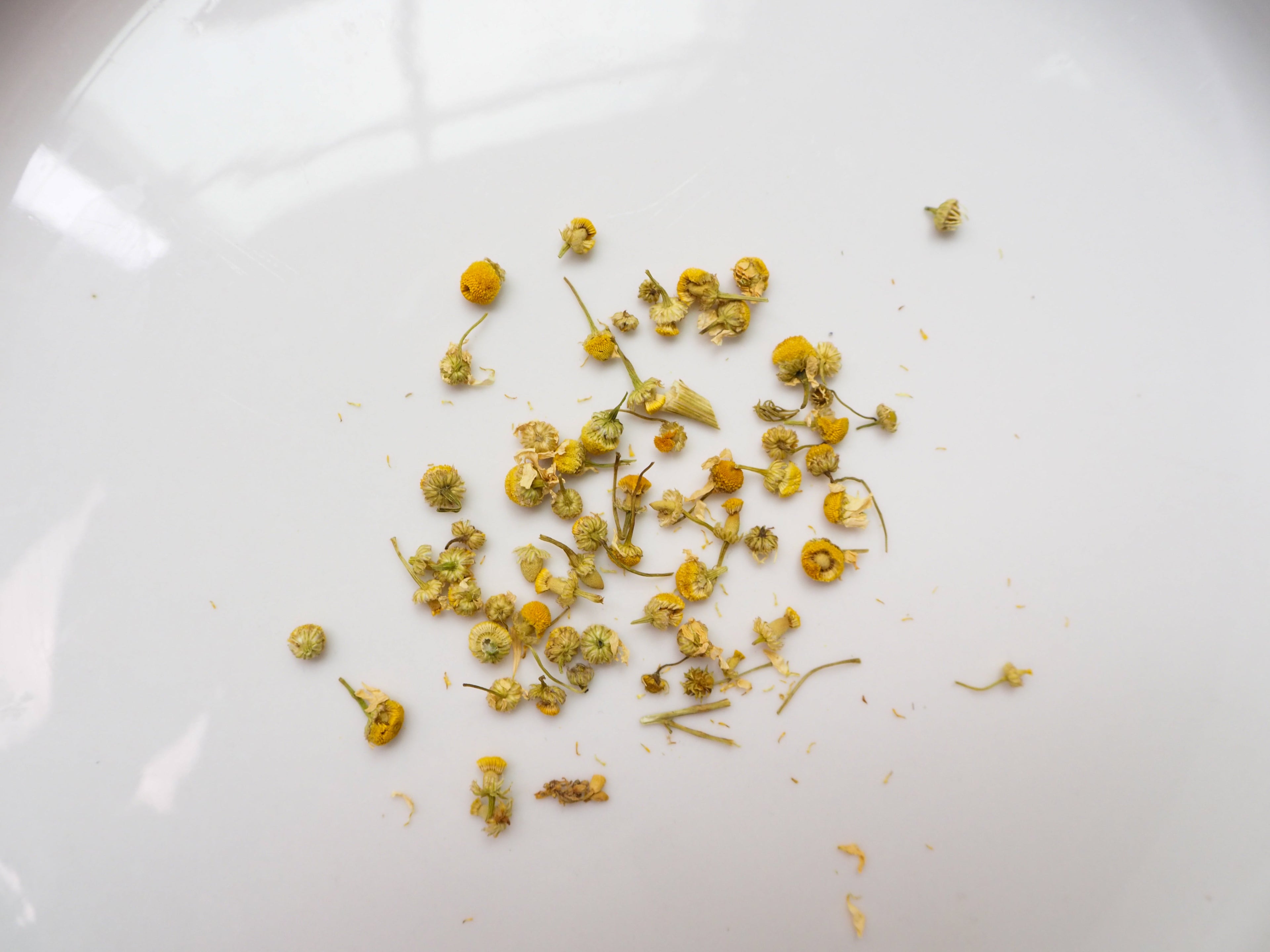 German Chamomile